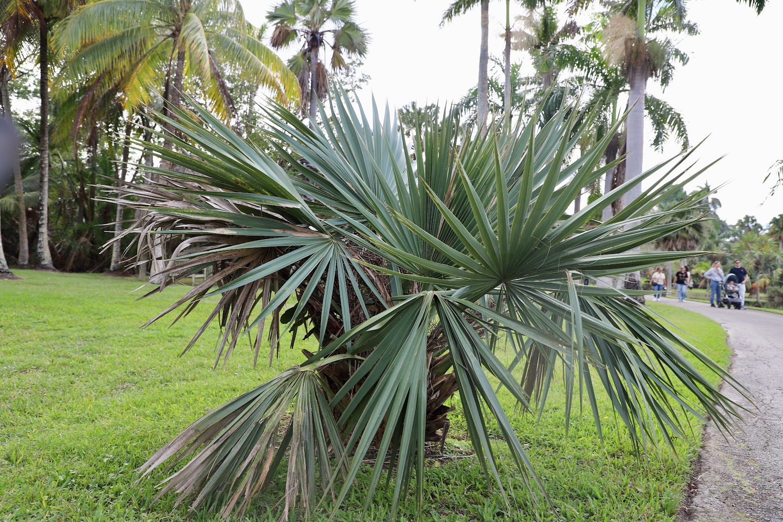 mature sabal minor.JPG