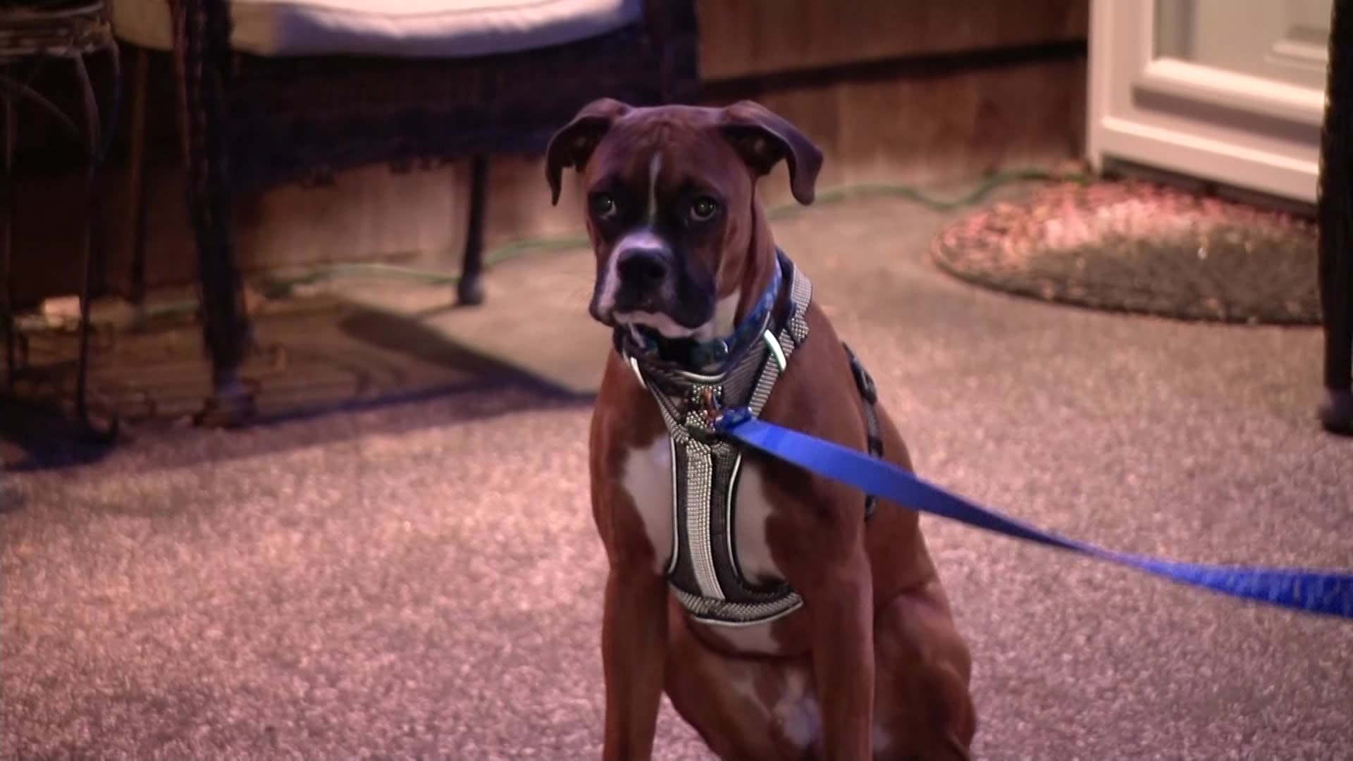 Family says they couldn't leave 'undernourished' ShakeaPaw puppy at