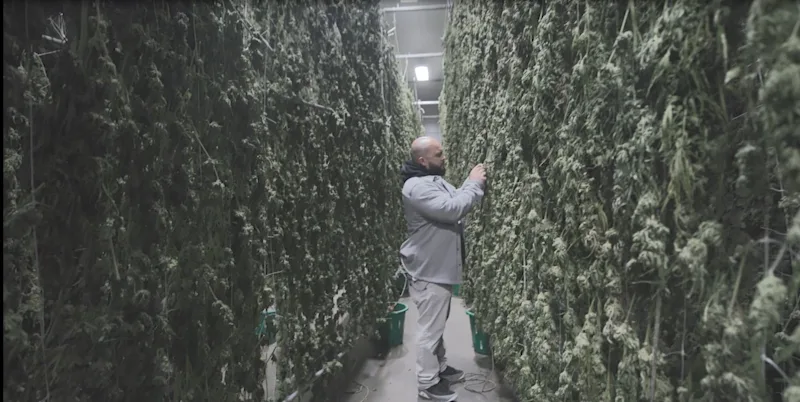 weedwall.JPG
