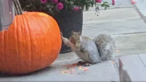 It's nuts! Squirrely behavior blamed for pulverized porch pumpkins