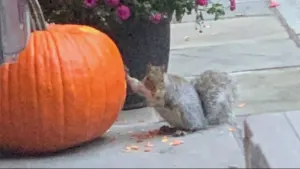 It's nuts! Squirrely behavior blamed for pulverized porch pumpkins