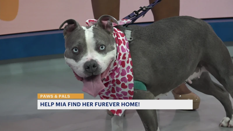 Story image: Paws & Pals: Mia available for adoption