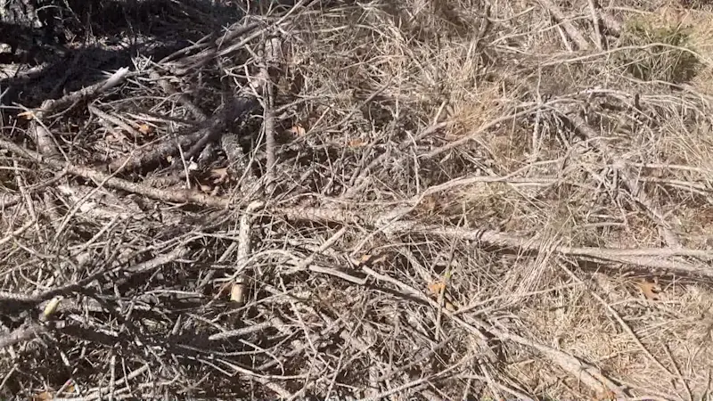 Story image: Southern pine beetles wreaking havoc on trees in Manorville