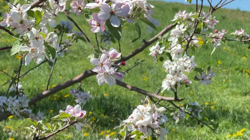 Story image: Hudson Valley farmers fight to save beloved apples as some other crops are wiped out by freeze