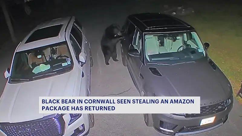 Story image: Hungry Cornwall bear strikes again, caught opening a family’s Range Rover