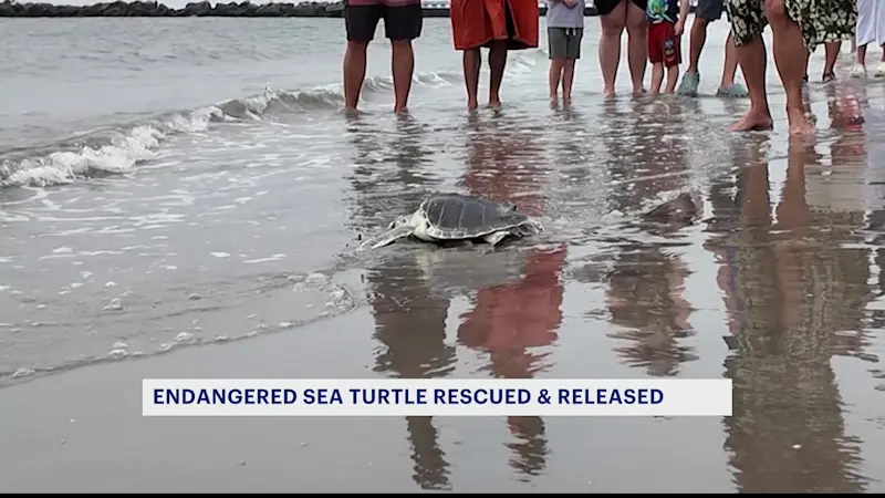 Story image: Rescued sea turtle gets second chance at life in Coney Island waters