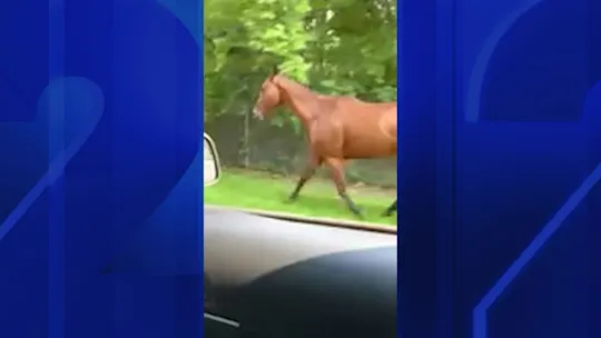 LI 10PM FRI_Horse Rescue_ajc_2026-08-14-22-21-22_22-18-25,02