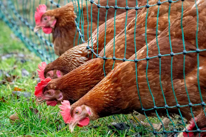 Story image: Gov. Hochul orders temporary shutdown of live bird markets in multiple NY areas due to cases of bird flu