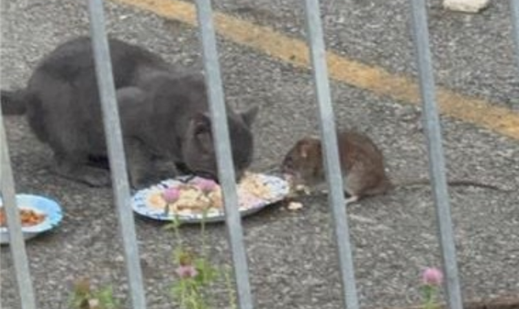 Story image: Turf War: Coney Island residents say rats are keeping cats away