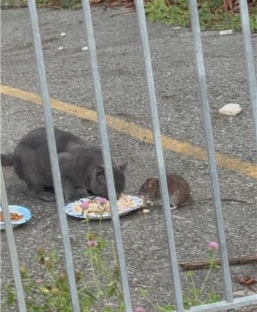 Turf war: Abandoned, trash-filled lot attracts rats and cats in Coney Island
