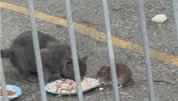 Turf war: Abandoned, trash-filled lot attracts rats and cats in Coney Island