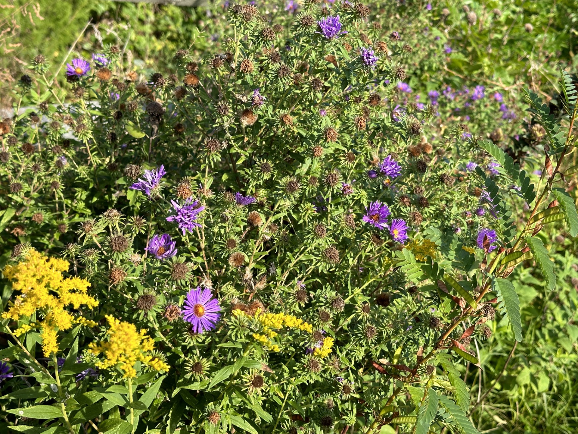 north american aster.jpg