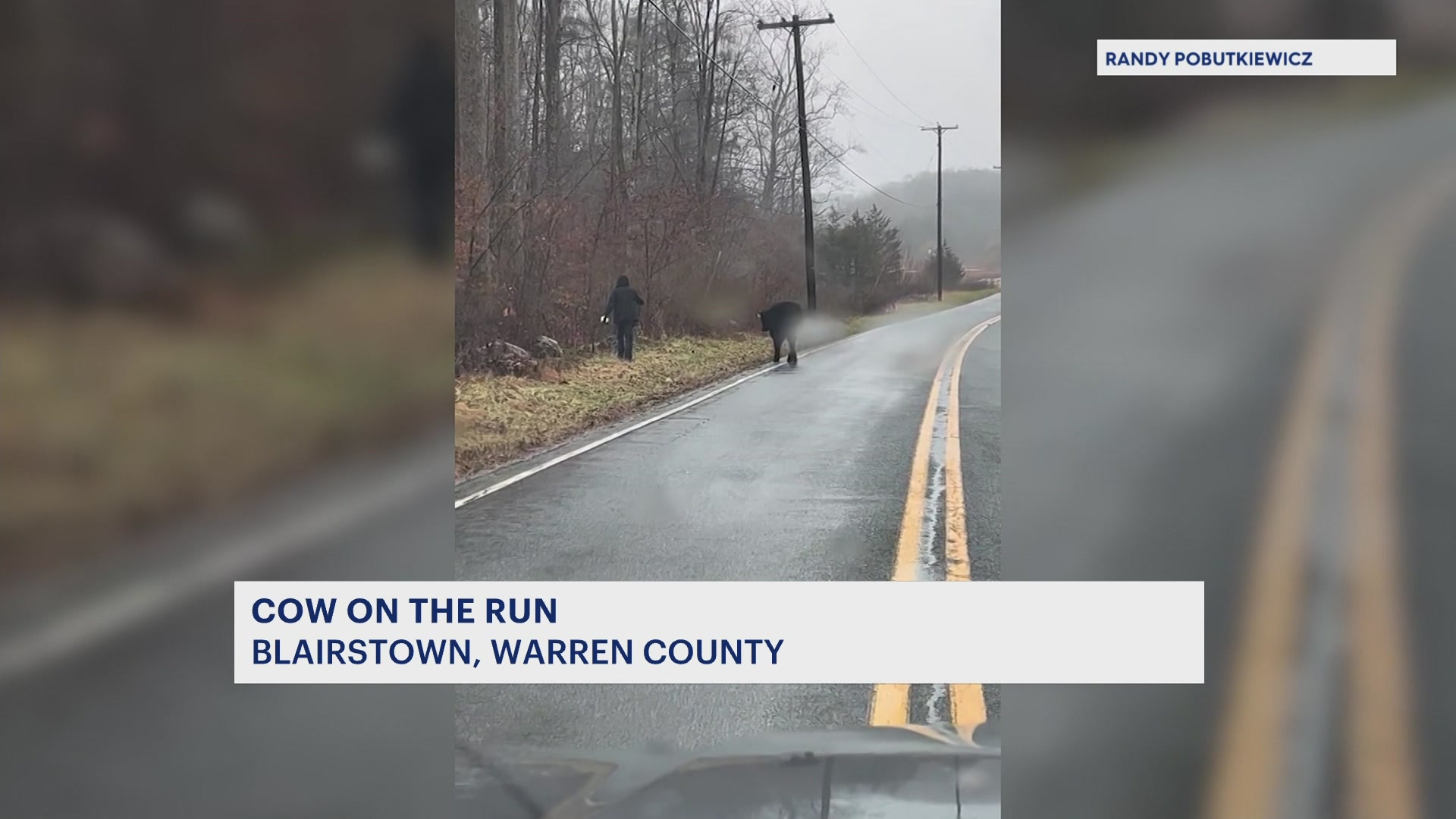 Cow goes on the loose in Blairstown