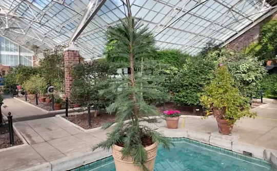 Wollemi pine