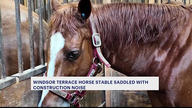 Story image: Beloved Windsor Terrace horse stable saddled with construction noises that scare horses