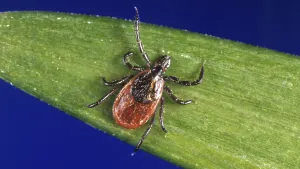 If you find a tick attached to your skin, do you know how to remove it? Here are 6 steps from the CDC.