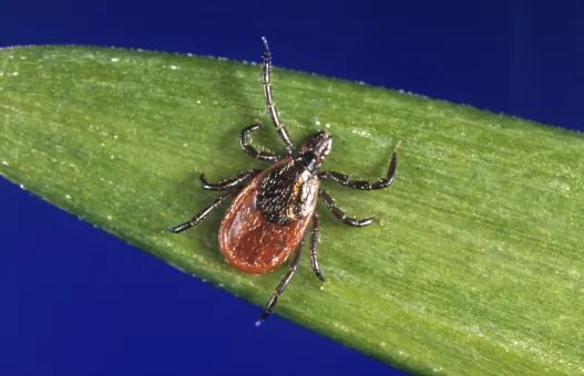 If you find a tick attached to your skin, do you know how to remove it? Here are 6 steps from the CDC.