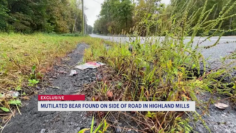 Story image: Mutilated bear found in Highland Mills; DEC investigation underway