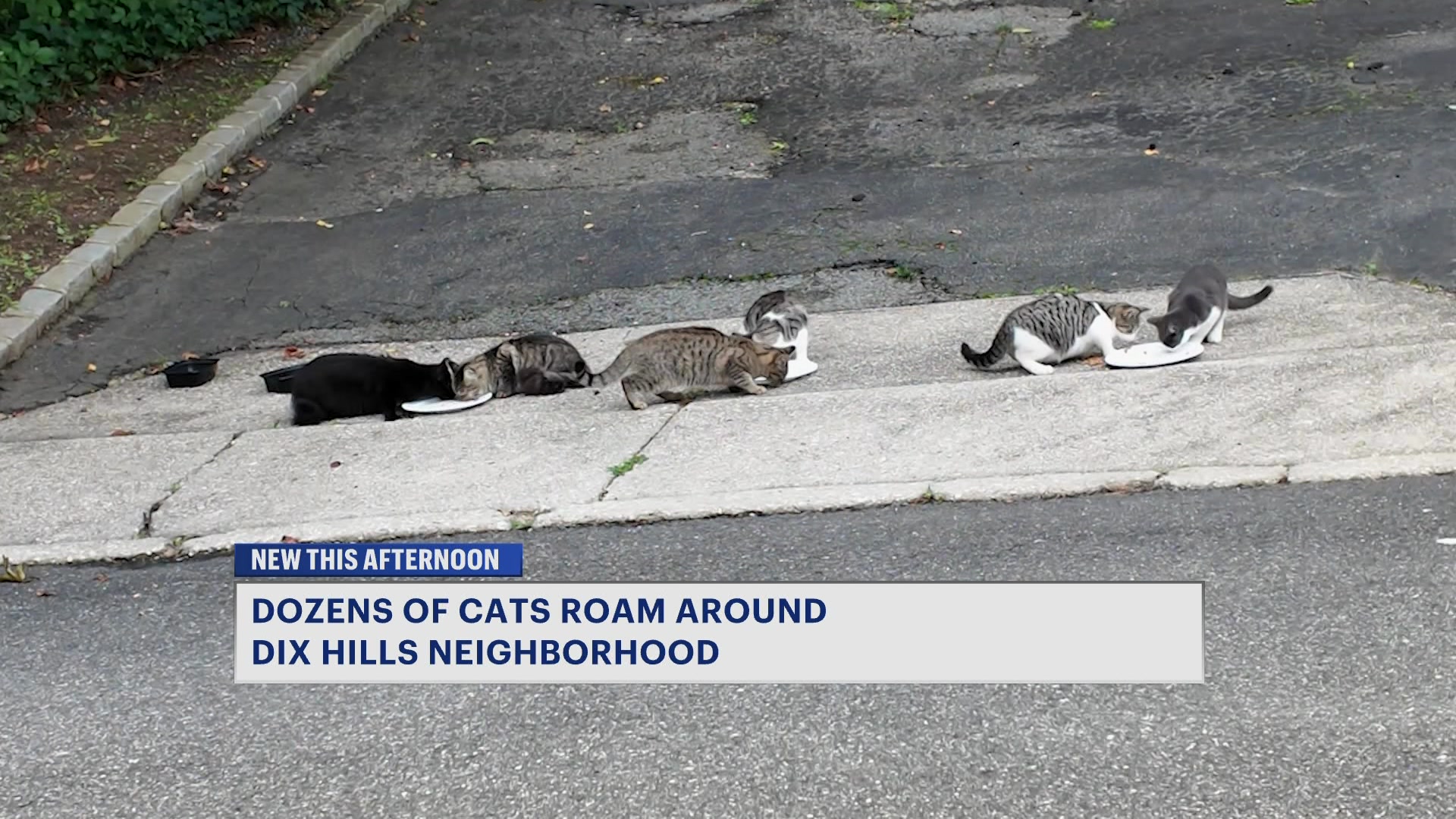 'We just want to get them help': Dozens of cats roam Dix Hills neighborhood following homeowner eviction