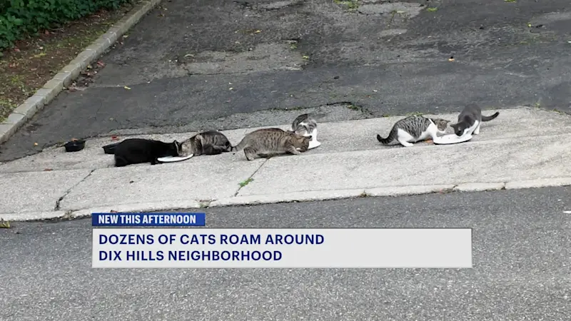 Story image: 'We just want to get them help': Dozens of cats roam Dix Hills neighborhood following homeowner eviction