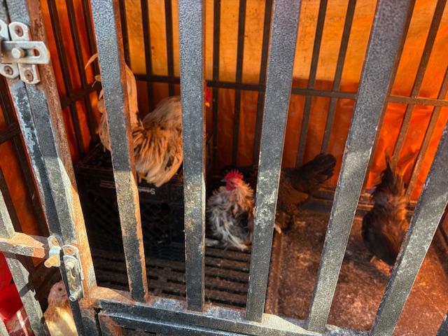 1 x Bantam and 3 x Seramas.jpg