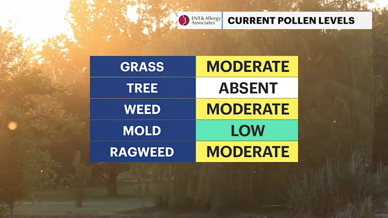 HVAG C_Pollen 4.png