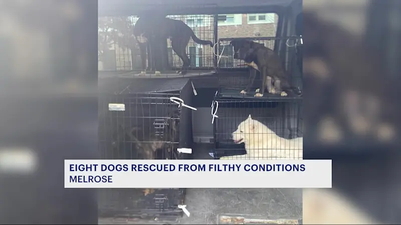 Story image: NYPD rescues dogs from Melrose apartment building 