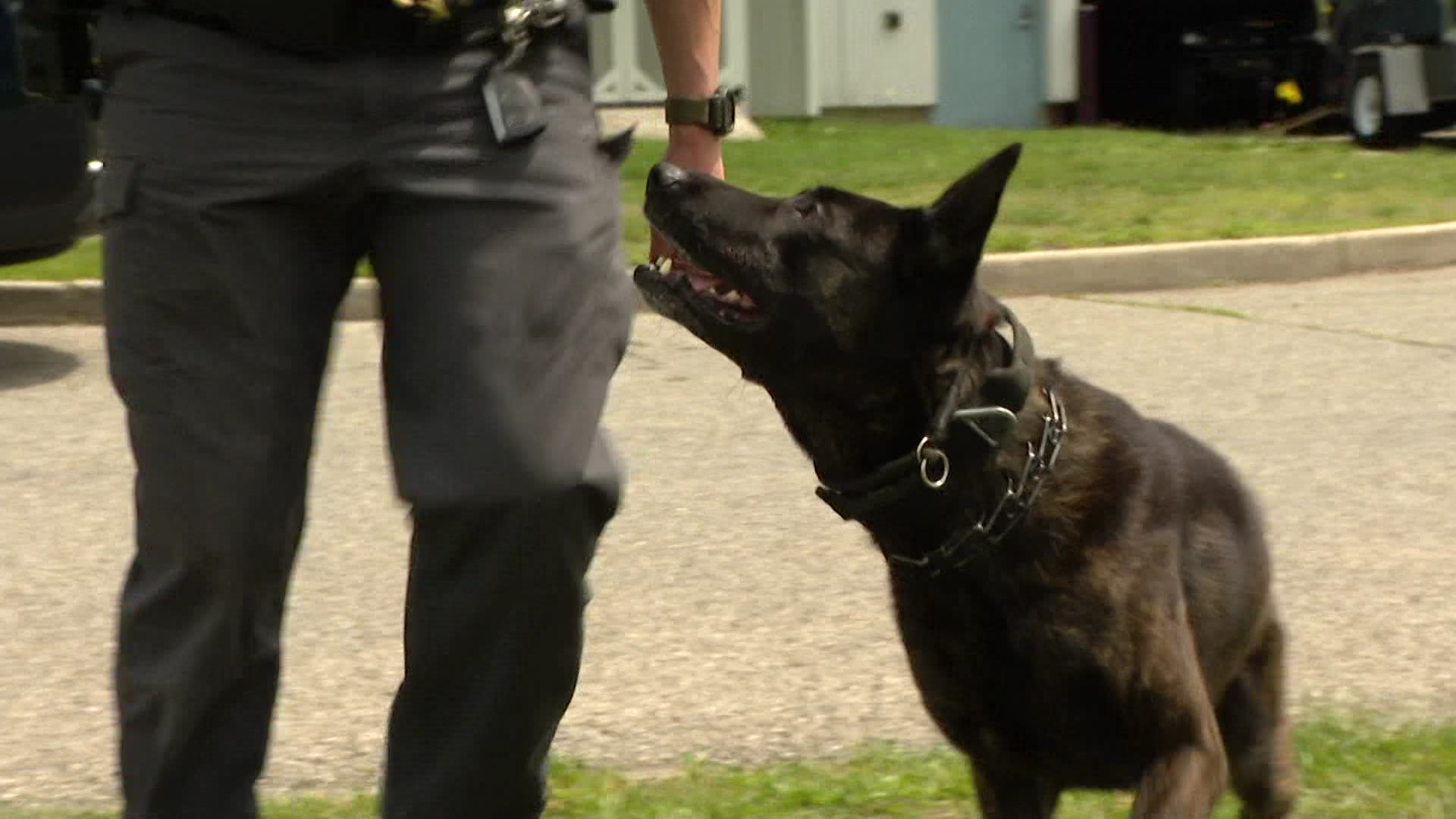  K-9 units start preparations for Ryder Cup safety in Bethpage 