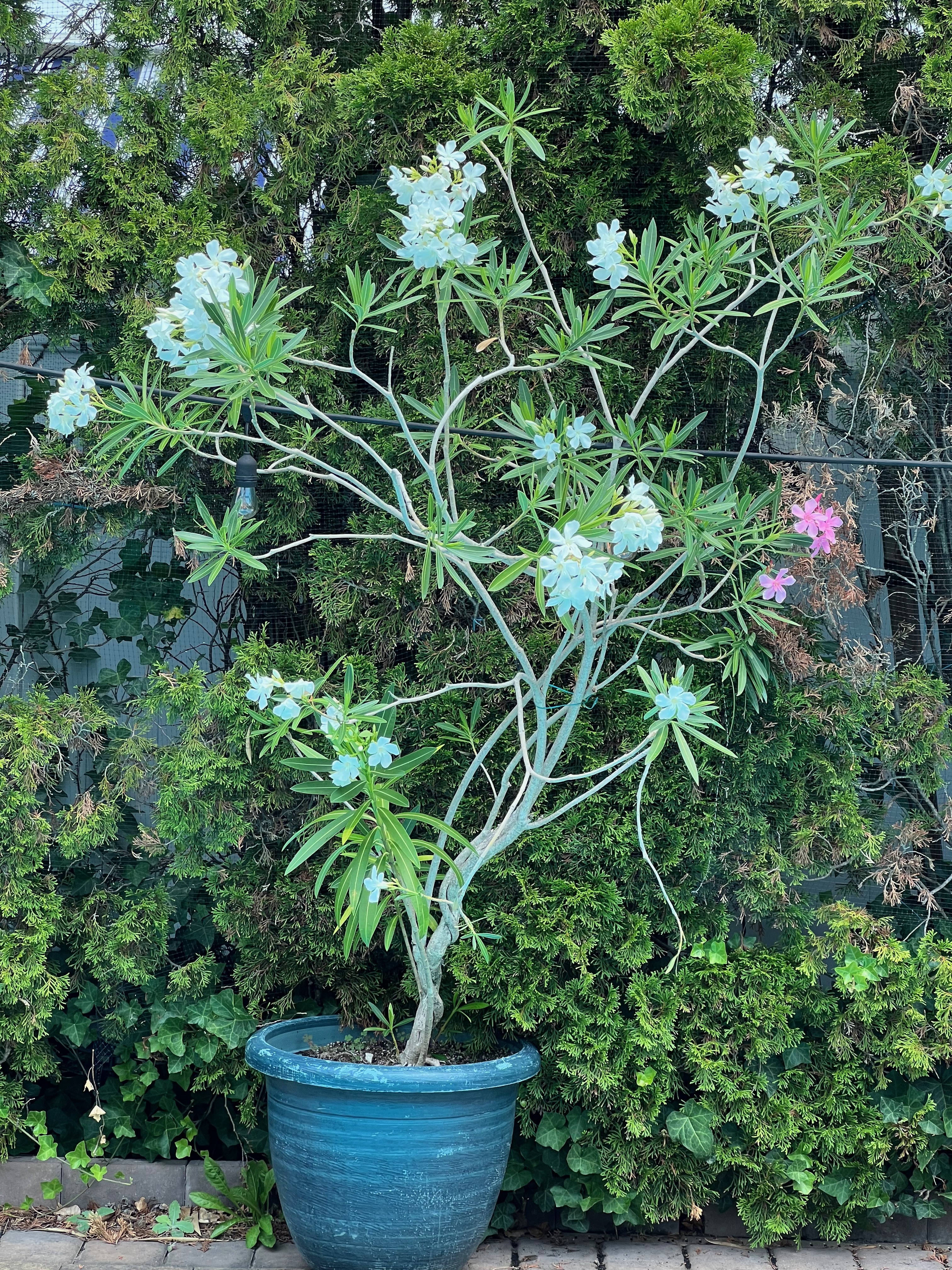 oleander.jpg