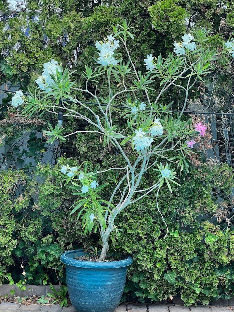 oleander.jpg