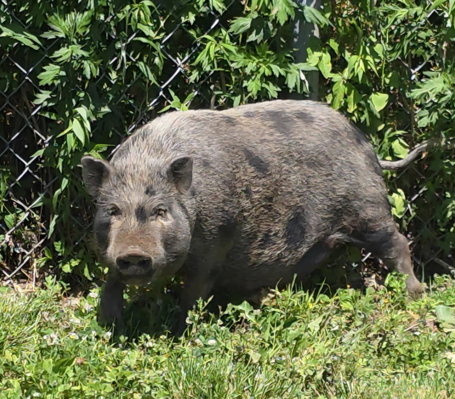 Pig