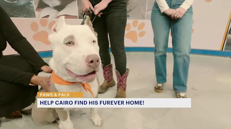 Story image: Paws and Pals: Cairo is a gentle giant who need a new home