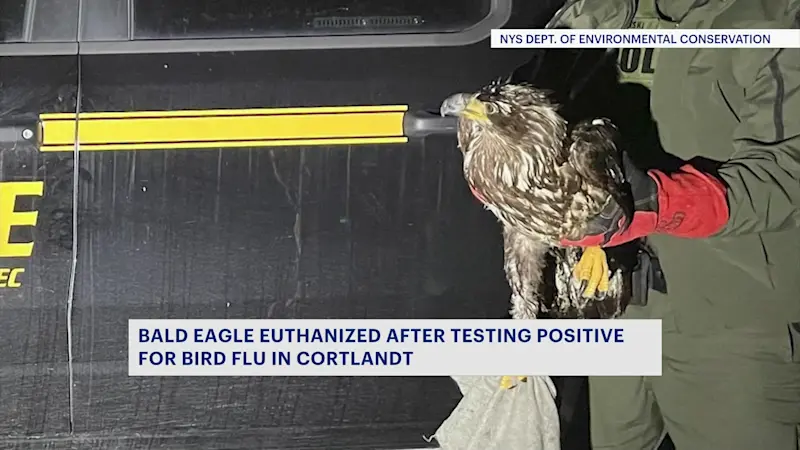 Story image: DEC: Injured bald eagle euthanized after testing positive for bird flu in Cortlandt