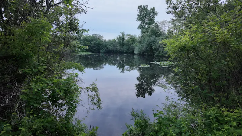 Story image: New York DEC expands investigation after invasive northern snakehead fish found in Suffolk County pond for the first time