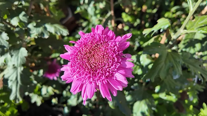 anemonemum.jpg