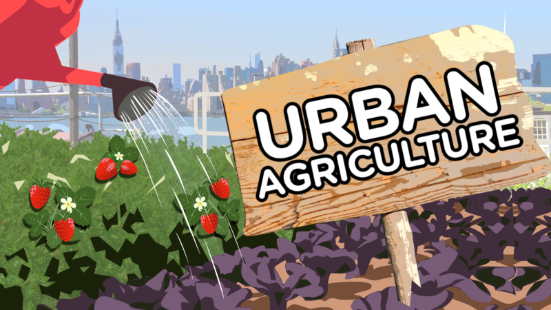 Story image: From rooftops to warehouses, farming with a big city twist