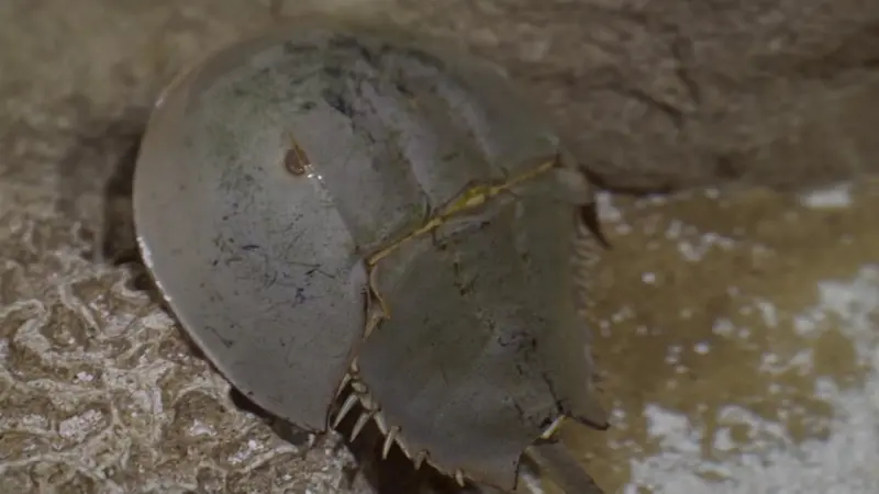 Story image: NY’s Horseshoe Crab Protection Bill seeks to protect species from local extinction 