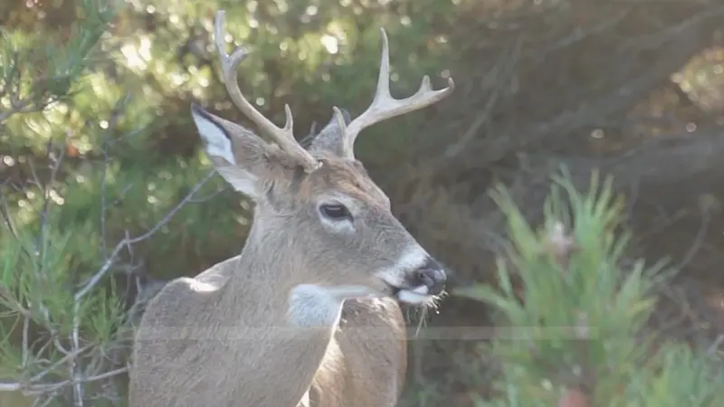 Story image: Hunters urged to apply for permits as Westchester deer control effort begins