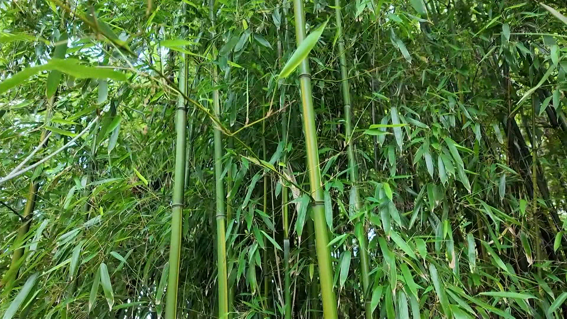 REbambooban_2026-06-11-17-21-56