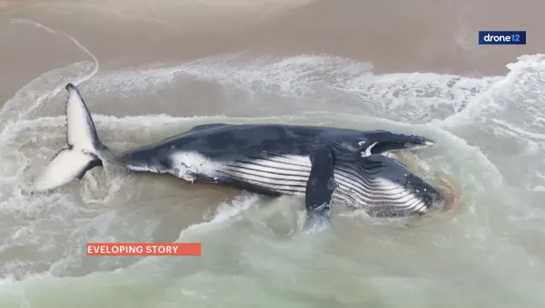 Dead humpback whale washes up on Long Beach Island Thursday morning