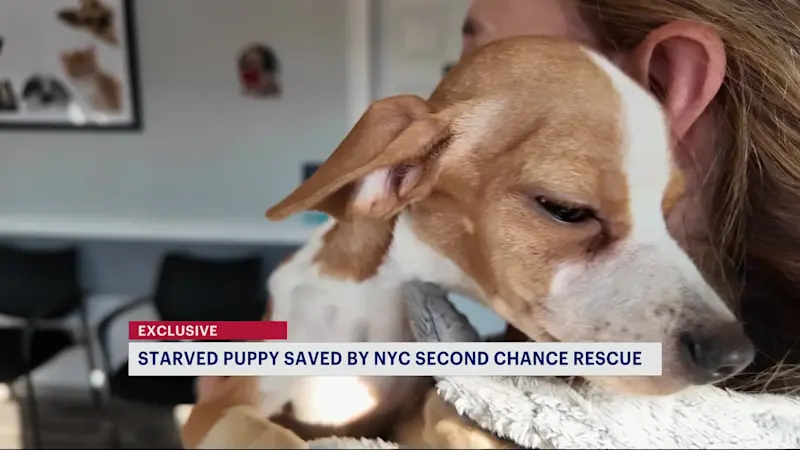 Story image: 'Pretty close to starvation.' NYC Second Chance Rescue rescues puppy found in Bronx building