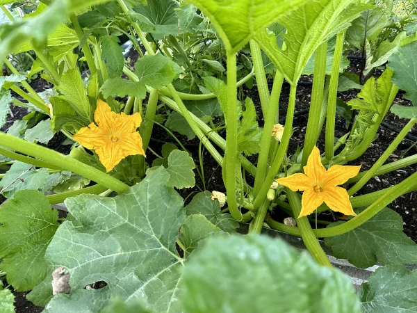 Story image: Garden Guide: 3 problems with squash and zucchini plants 