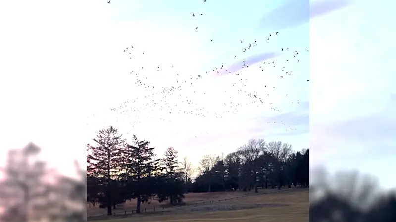 Story image: Dog works to chase geese off of golf courses and parks in Nassau