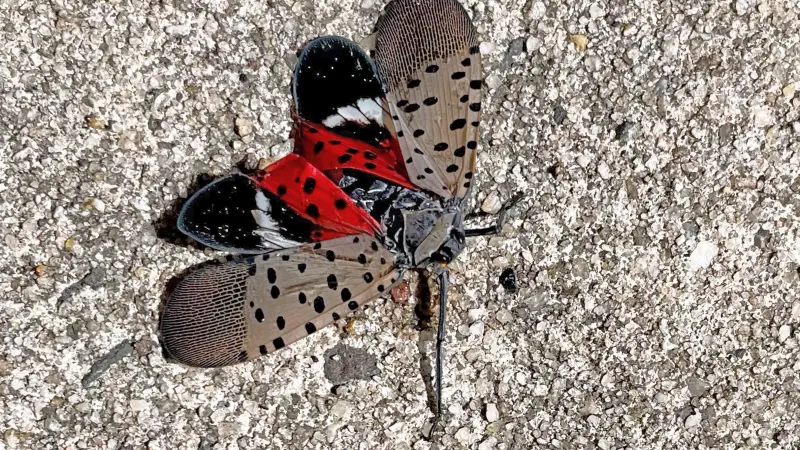 Story image: See it? Squish it! Fighting the invasive spotted lanternfly
