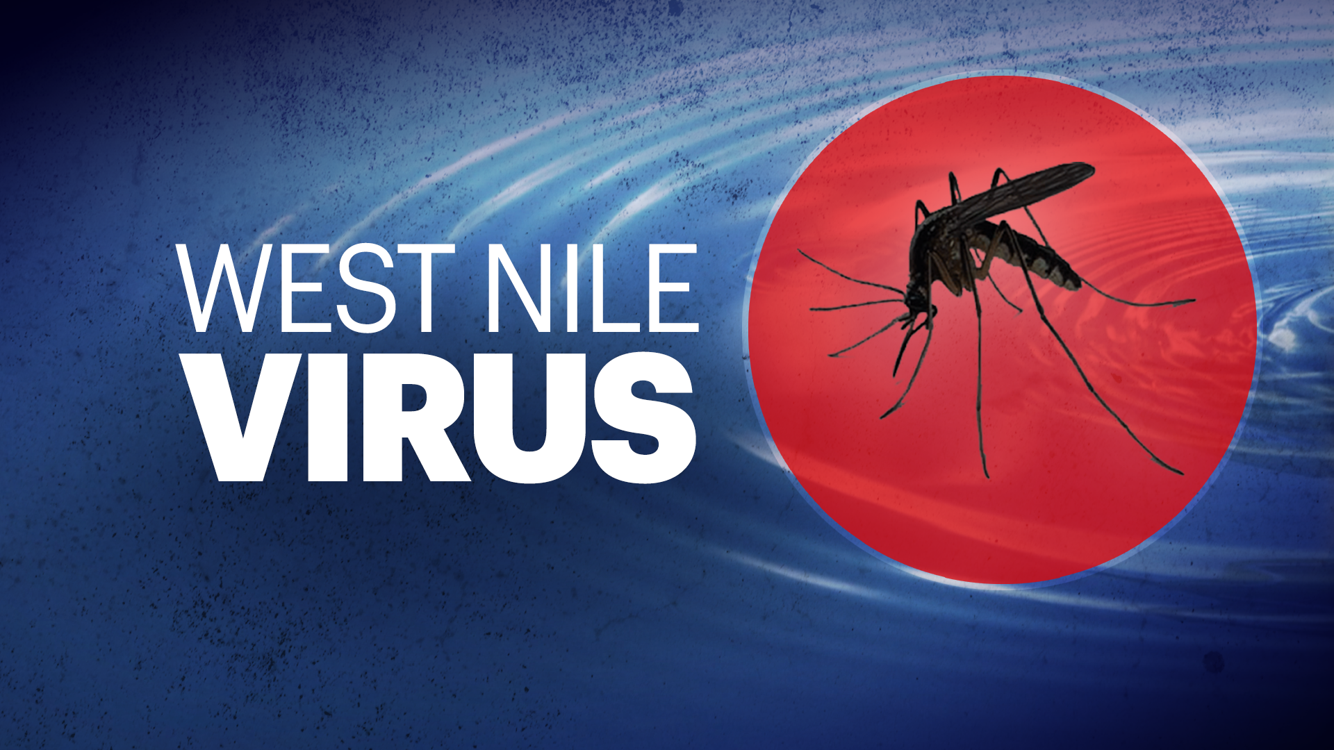 mosquito copy