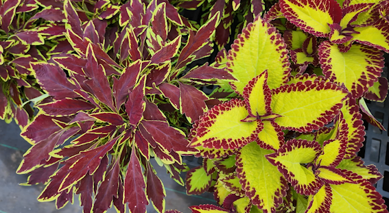 coleus 1