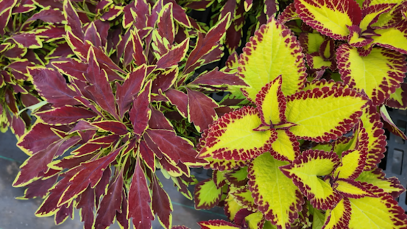 Story image: This plant gives you color all summer long without producing a single flower!