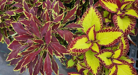 coleus thumb.png