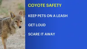 Aggressive coyote spotted at Williams Park in Brookfield