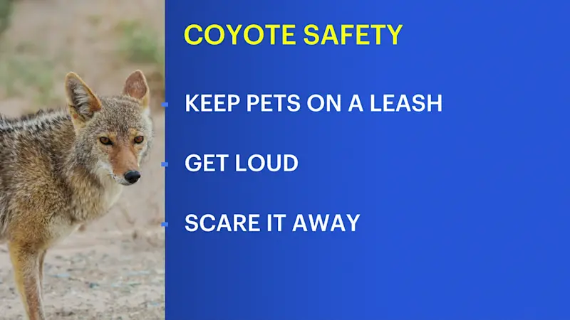 Story image: Coyote sighting prompts Westport police warning 